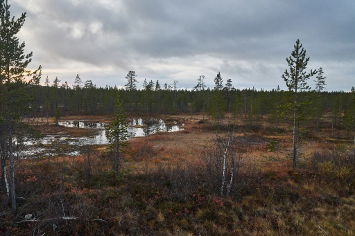 Taiga auf der Halbinsel Kola